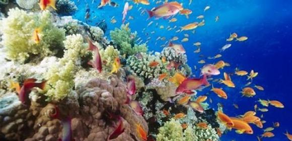 Australia Creates the World's Largest Network of Marine Reserves