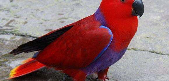 Authorities Find Evidence of Intense Bird Trafficking in Solomon Islands