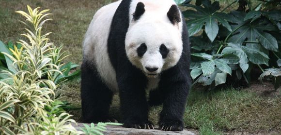 BBC Names Female Panda the 2011 'December Woman' Raising Anger