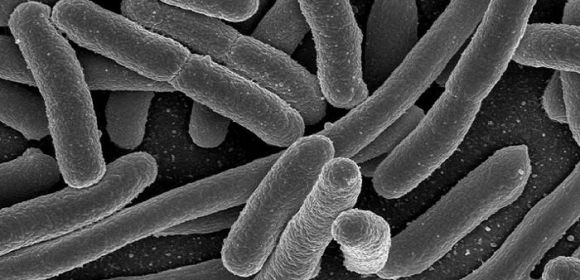 Bacteria May Form Societies