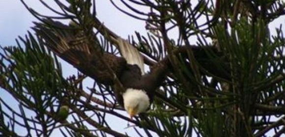Bald Eagle Stuck Upside Down in a Tree Is Rescued by Firefighters