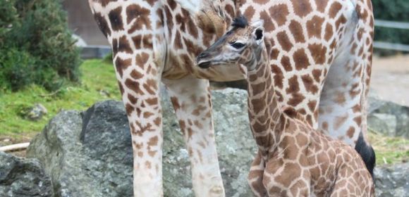 Belfast Zoo Welcomes Adorable Baby Giraffe