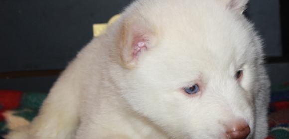 Beware of Siberian Husky Puppy Scams