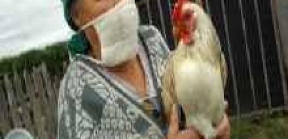 Bird Flu Spreads : India Was Hit