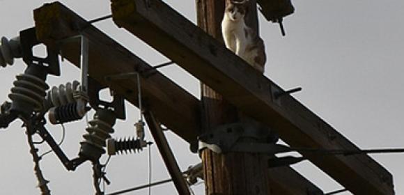 Cat Spends Three Days on Top of a Power Pole, Finally Gets Rescued