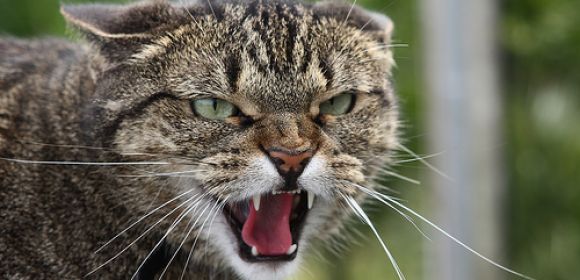 Cats Kill Billions of Birds, Other Animals on a Yearly Basis