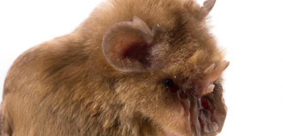 “Chewbacca” Bat Spotted During Expedition in Mozambique