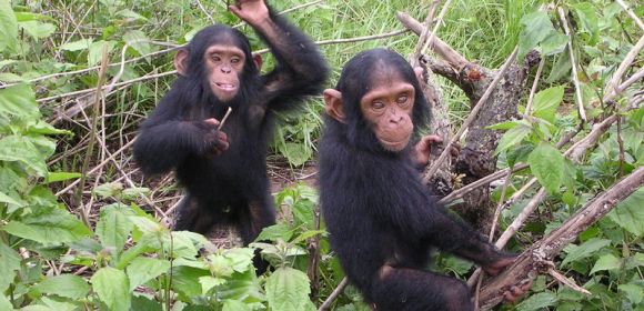 Chimpanzees Prefer Sturdier, More Comfortable Beds