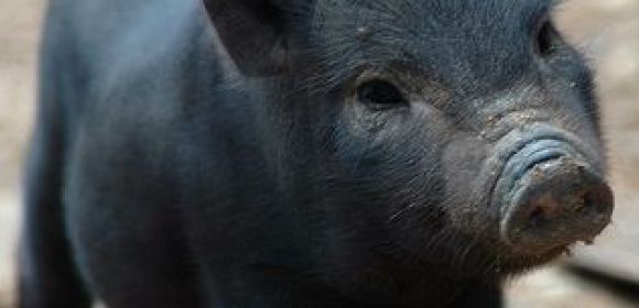 Chinese Researchers Invent Pig-Powered Batteries