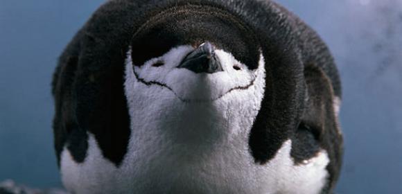 Chinstrap Penguin Population Is Down by 50%, Study Says