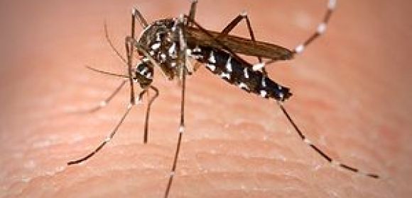 Climate Change Makes Mosquitoes Deadlier, WHO Says