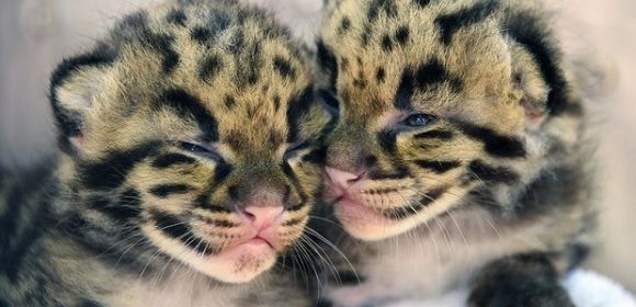 Clouded Leopard Cubs Born at Zoo Miami in the US Are Totally Adorbs