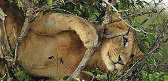 Clumsy Lion Tries to Climb a Tree, Gets Stuck in the Branches