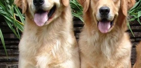 Comfort Dogs Help Community Cope with the Sandy Hook Shooting