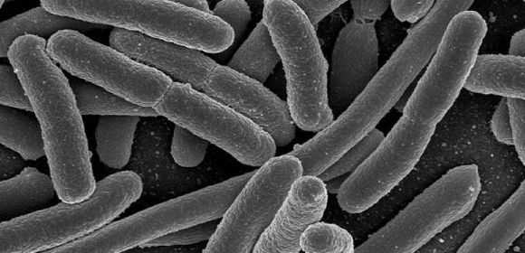Common E. Coli Infections Can Have Long-Term Effects