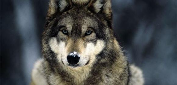 Conservationists File Lawsuit to Save Endangered Alaskan Wolf