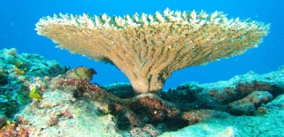 Corals Hate Sand