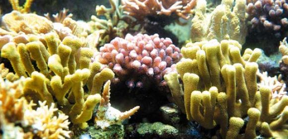 Corals “Summon” Fish When Attacked by Toxic Seaweed