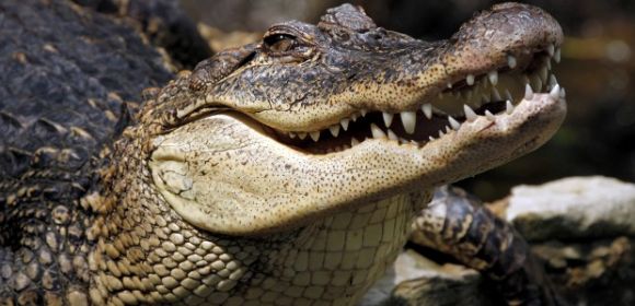 Crocodile Eats One Too Many Chickens and Goats, Dies of Obesity