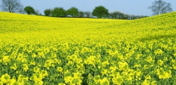 Crops Now Made Toxin-Free by New Technology