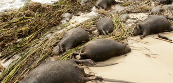 Dead Rats Wash Ashore by the Thousands on Mississippi Beaches