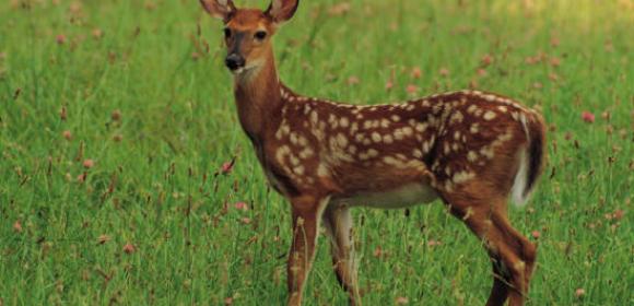 Watch: Deer Are a Fine Example of an Animal Species, Explains The Onion