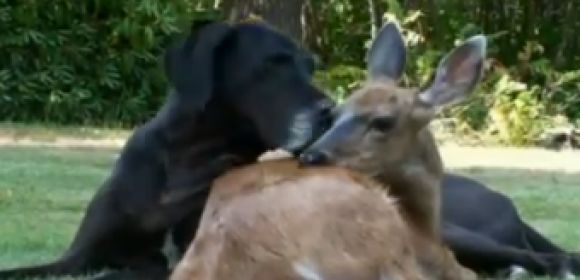 Dog and Deer Friendship Warms the Hearts of Hundreds – Video