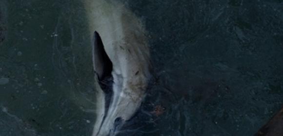 Dolphin Dies in Highly Polluted NYC Canal