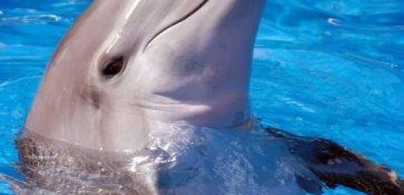 Dolphins Are Never Sound Asleep, Can Stay Alert for More Than 15 Days