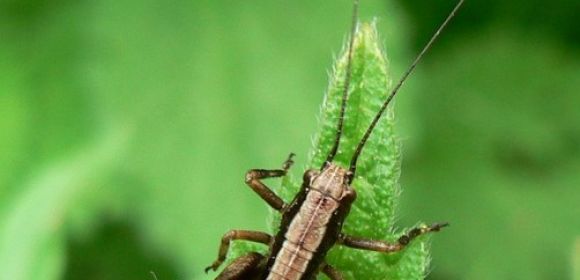 Eating Insects and Drinking What Used to Be Urine Could Help Protect Resources