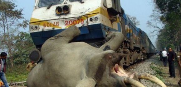 Elephant Gets Hit by a Speeding Train, Dies on the Spot