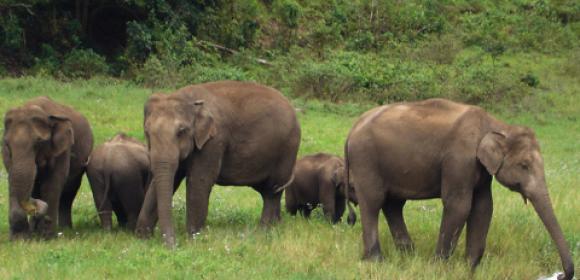 Elephant Poaching in India Leads to Gender Imbalance