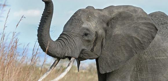 Elephants Can Vocalize Very Low-Frequency Sounds