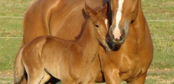 Emaciated Mare Leads Its Foal to Safety, Dies Shortly After