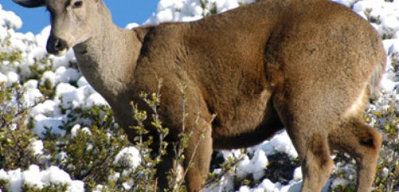 Endangered Huemul Deer Make a Comeback in Patagonian “Eden”