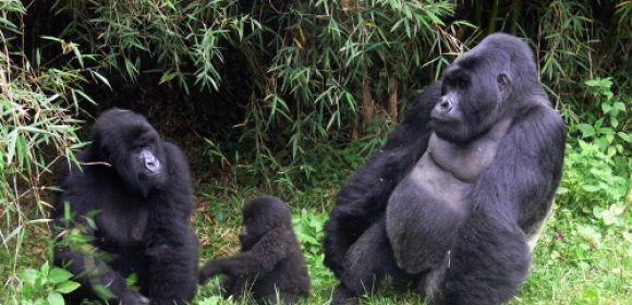 Endangered Mountain Gorilla Population Grows by 10%