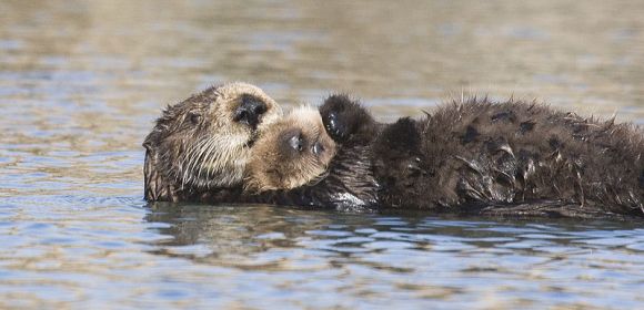 Experts Find Sea Otters Can Get Infected with the Swine Flu