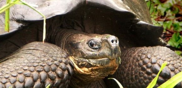 Extinct Turtle Could Be Resurrected