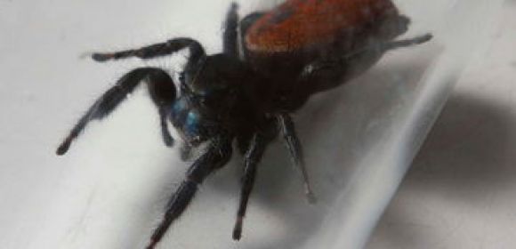 First Jumper Spider to Survive a Space Journey Dies