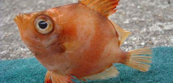Fish Are Now More Relaxed, All Thanks to Anti-Depressants Flushed into Water