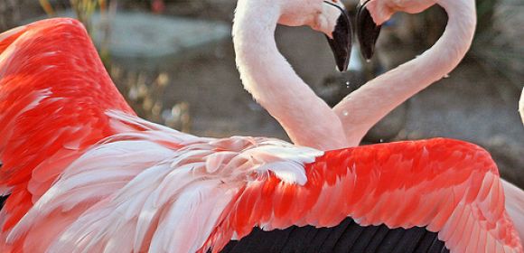 Flamingos Cheat on Their Natural Color