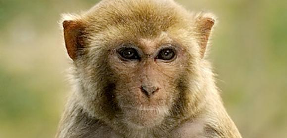 Florida's Most Wanted Macaque Now Under Arrest