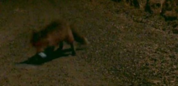 Fox Steals iPhone, Texts the Gadget's Rightful Owner