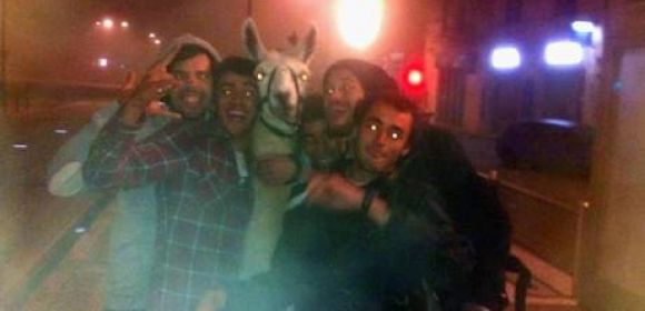 French Students Steal Llama While Drunk, Take It on Tram Tour