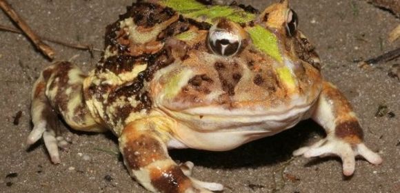Frog Found Lodged in Another Frog's Throat