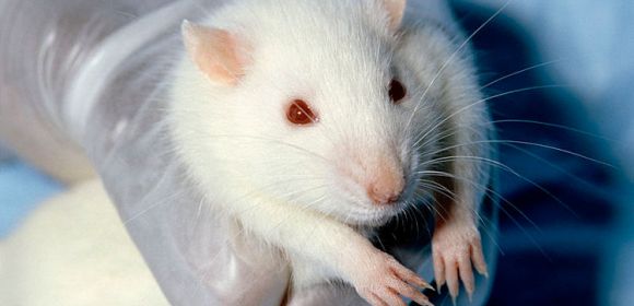Fungicide Exposure Causes Significant Damage in Rats
