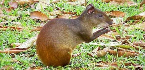 Generally Despised Rodents Now Found to Safeguard Tropical Forests