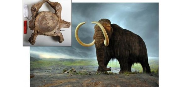 Genetic Deformities May Have Doomed Mammoths