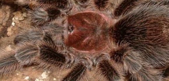 Giant Asbestos-Contaminated Tarantula Reportedly on the Loose in Cardiff, Wales