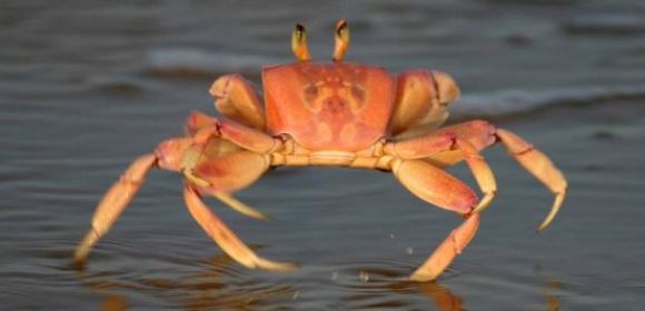 Giant Crabs Are Taking Up Residence in Chesapeake Bay